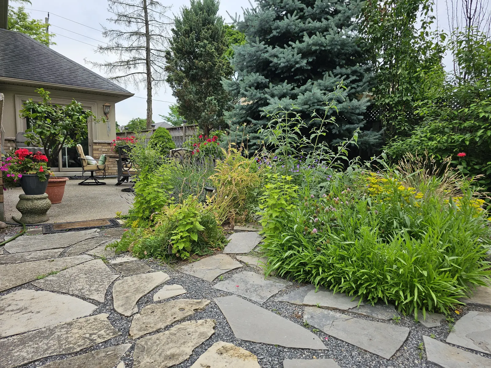 Flagstone patio with lush perennial borders & blue spruce