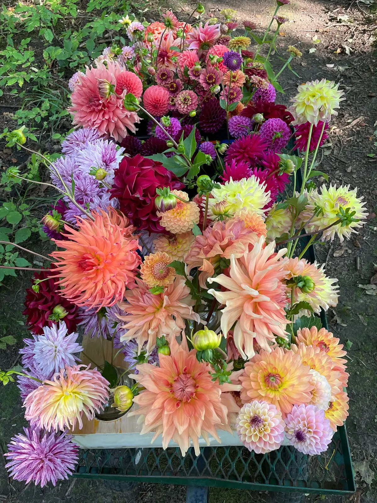 Freshly harvested dahlia bouquet in vibrant pinks, peach & burgundy
