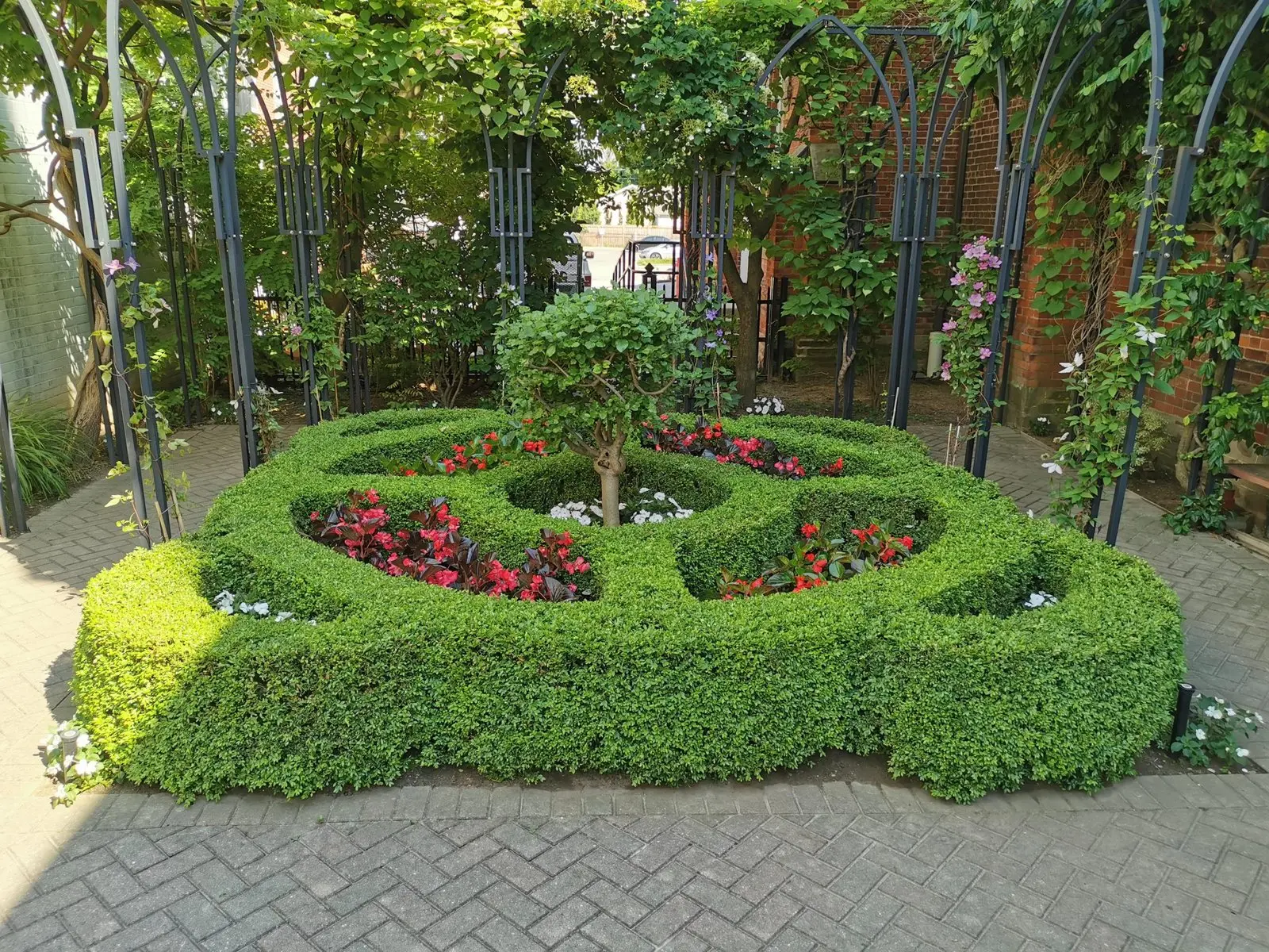 Formal boxwood knot garden with begonias under iron arbour