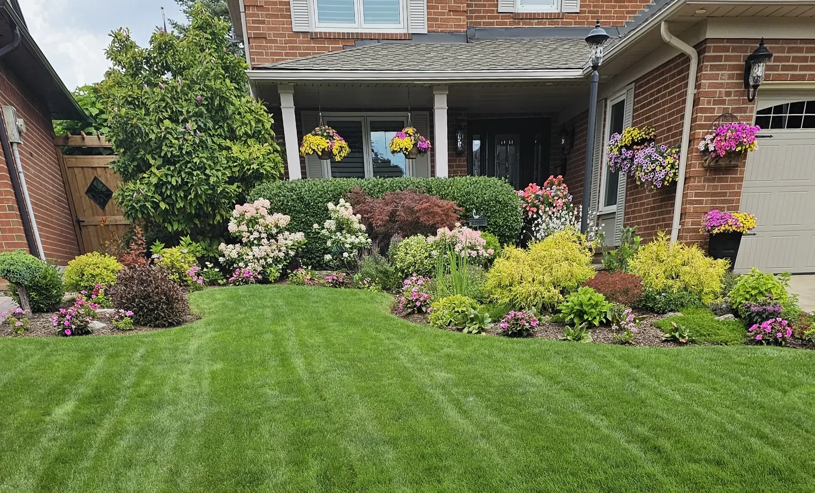 Colourful front yard with hydrangeas, hanging baskets & golden shrubs