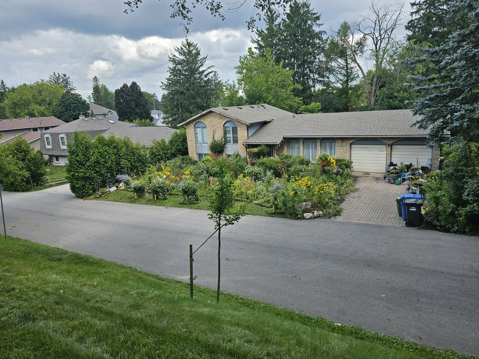 Front yard pollinator garden overflowing with sunflowers & native plants