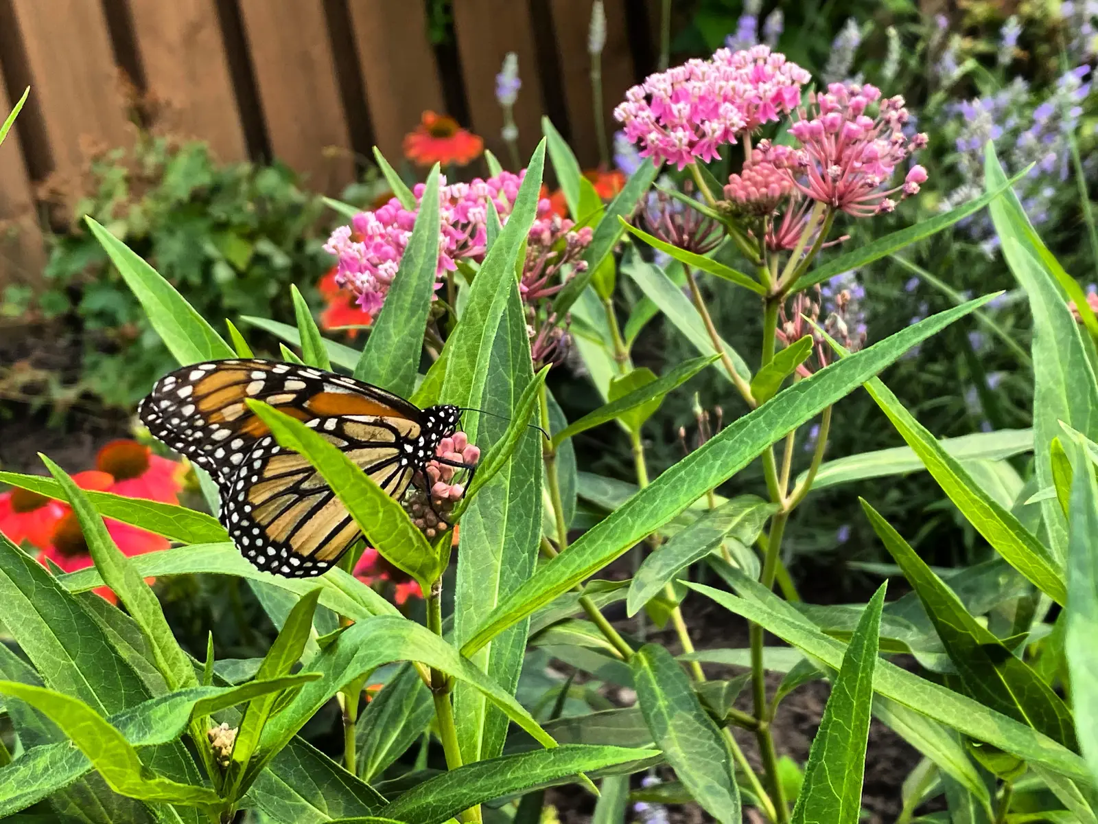 Monarch butterfly feeding on swamp milkweed