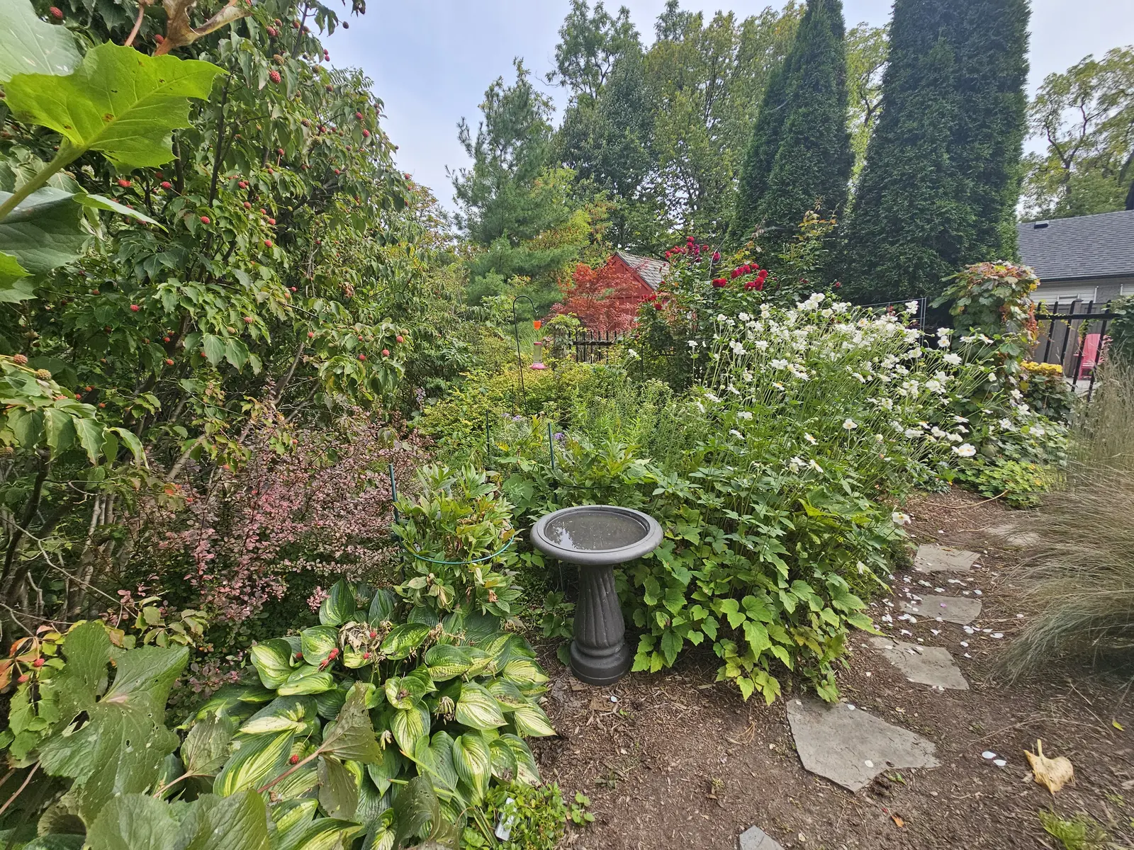 Mature cottage garden with birdbath, hostas & white hydrangeas