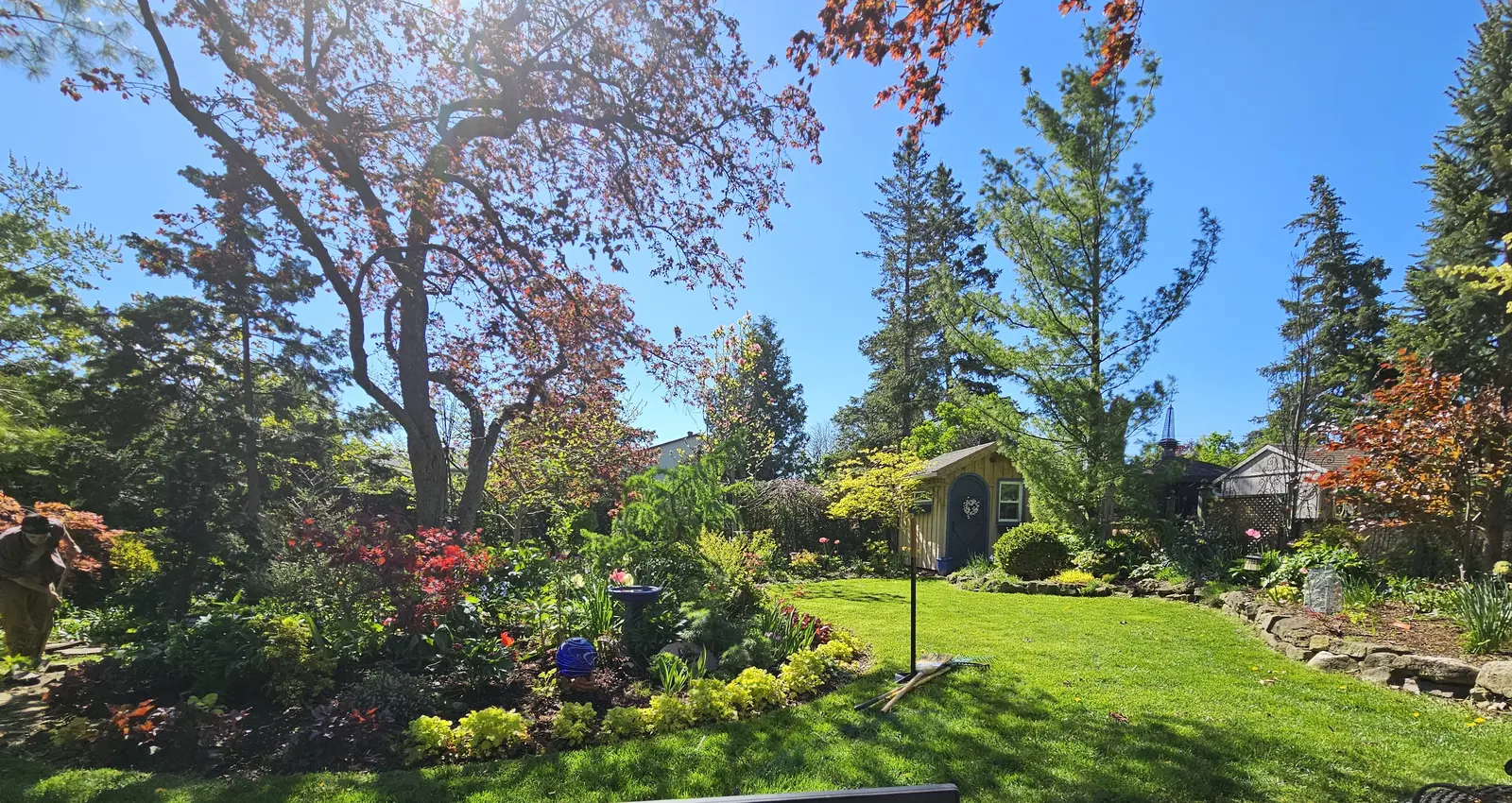 Spring backyard garden with azaleas, cherry tree & garden shed