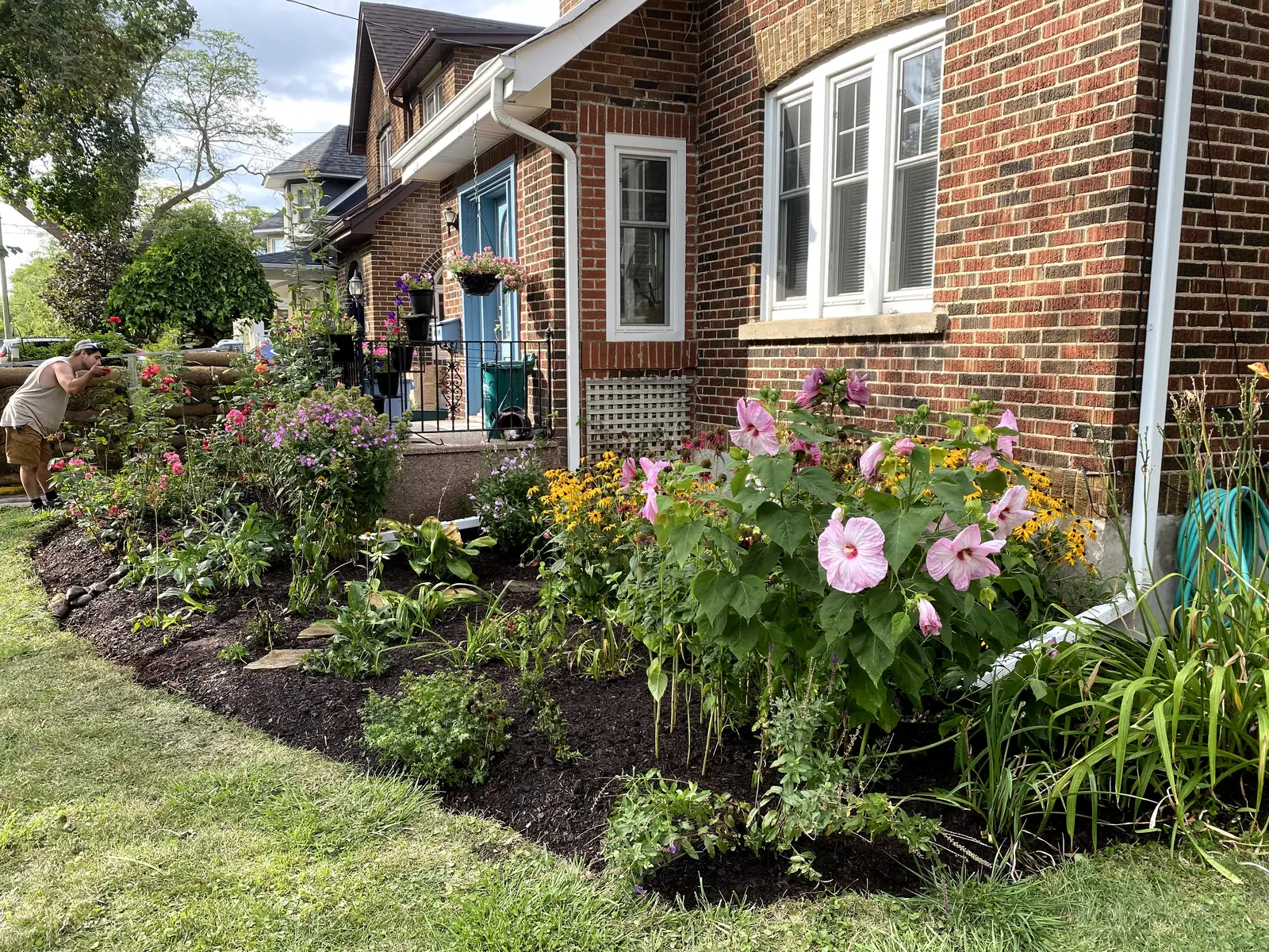 Front yard pollinator border with hardy hibiscus, rudbeckia & bee balm