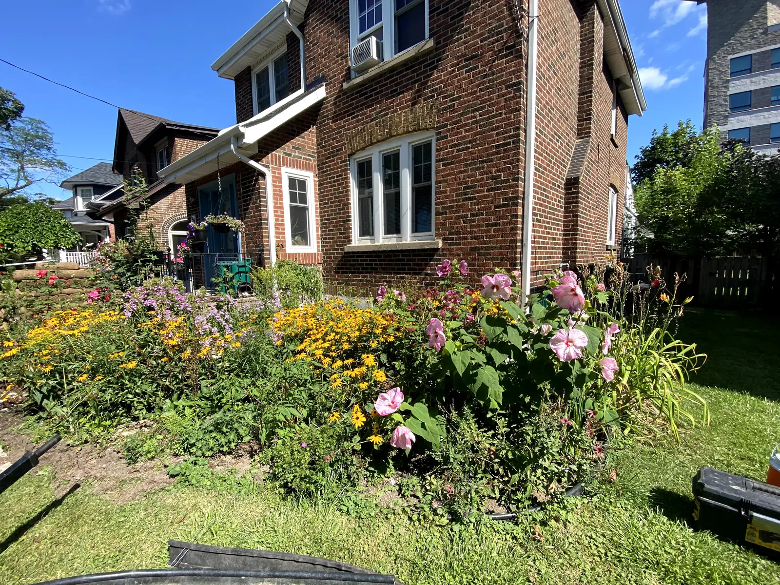 Mature front yard pollinator garden with hibiscus & black-eyed Susans