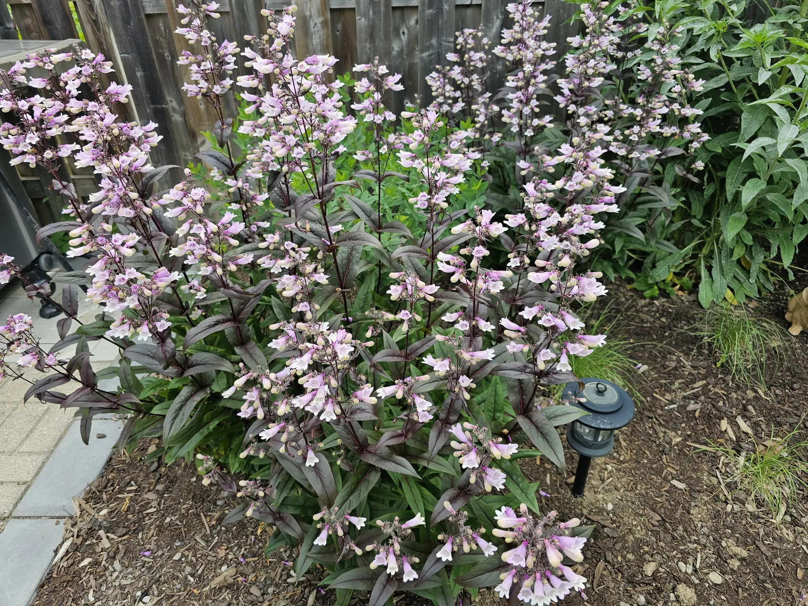 Dark-leaved penstemon in full bloom with landscape lighting