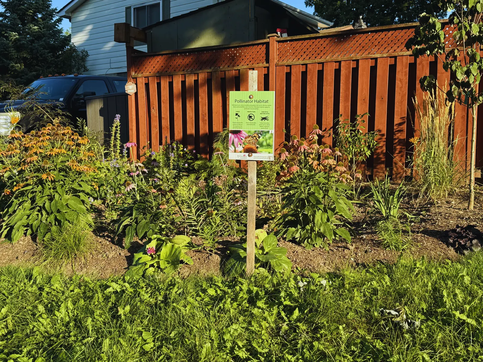 Pollinator habitat garden with certification sign & native perennials