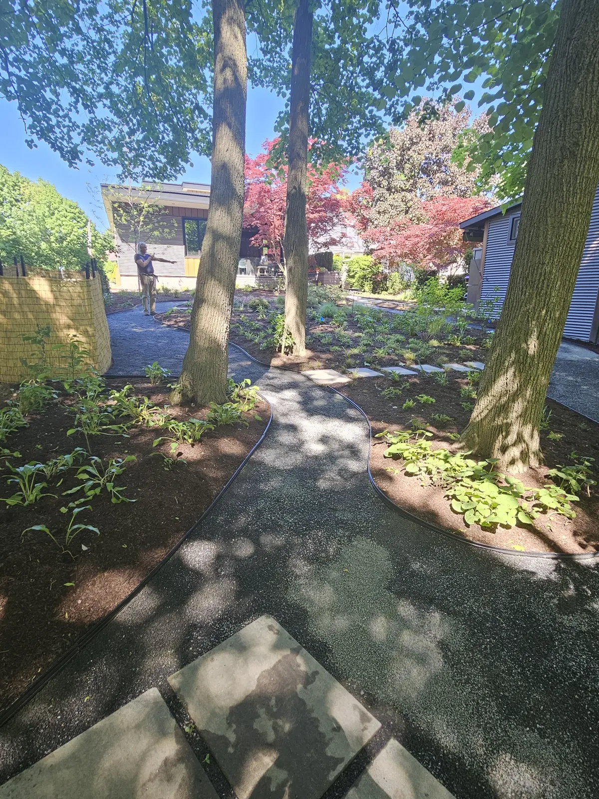 Shaded native groundcover planting under mature trees
