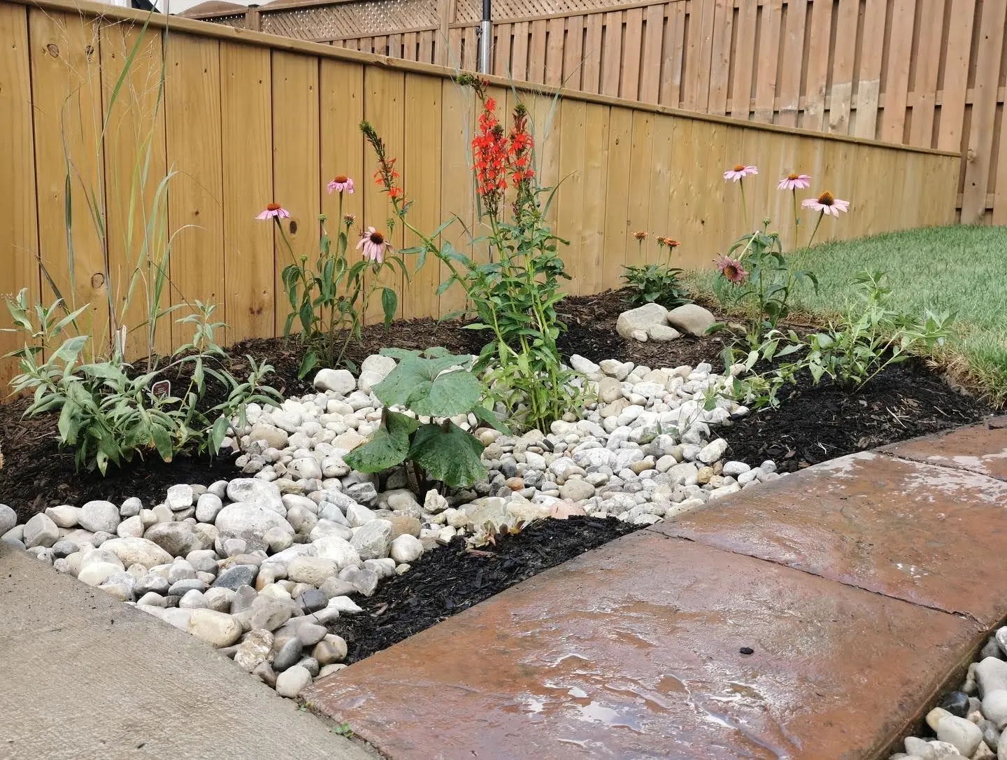 Backyard rain garden bed with coneflowers, cardinal flower & river rock
