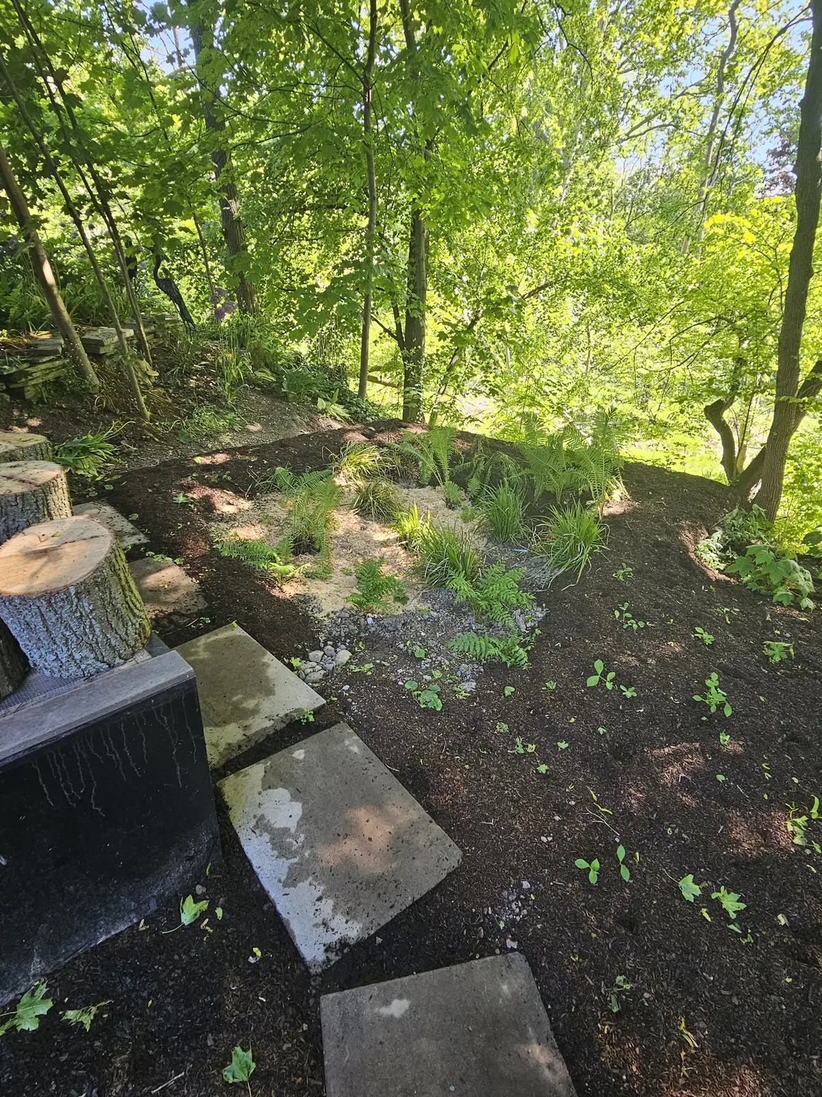 Woodland rain garden with flagstone steps, ferns & native groundcover