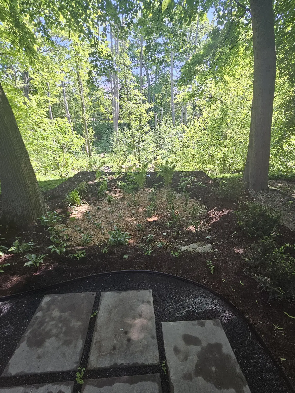 Woodland rain garden with patio edge, stepping stones & fern understory