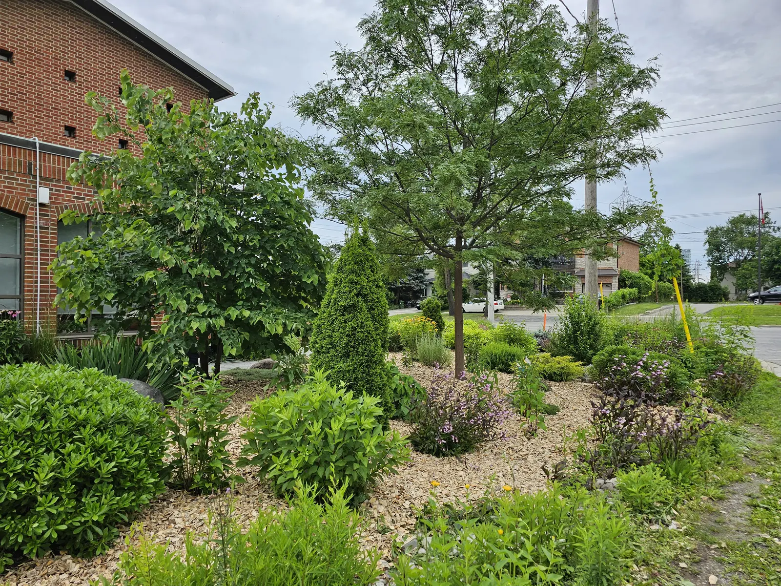 Commercial rain garden with gravel mulch, native shrubs & shade trees