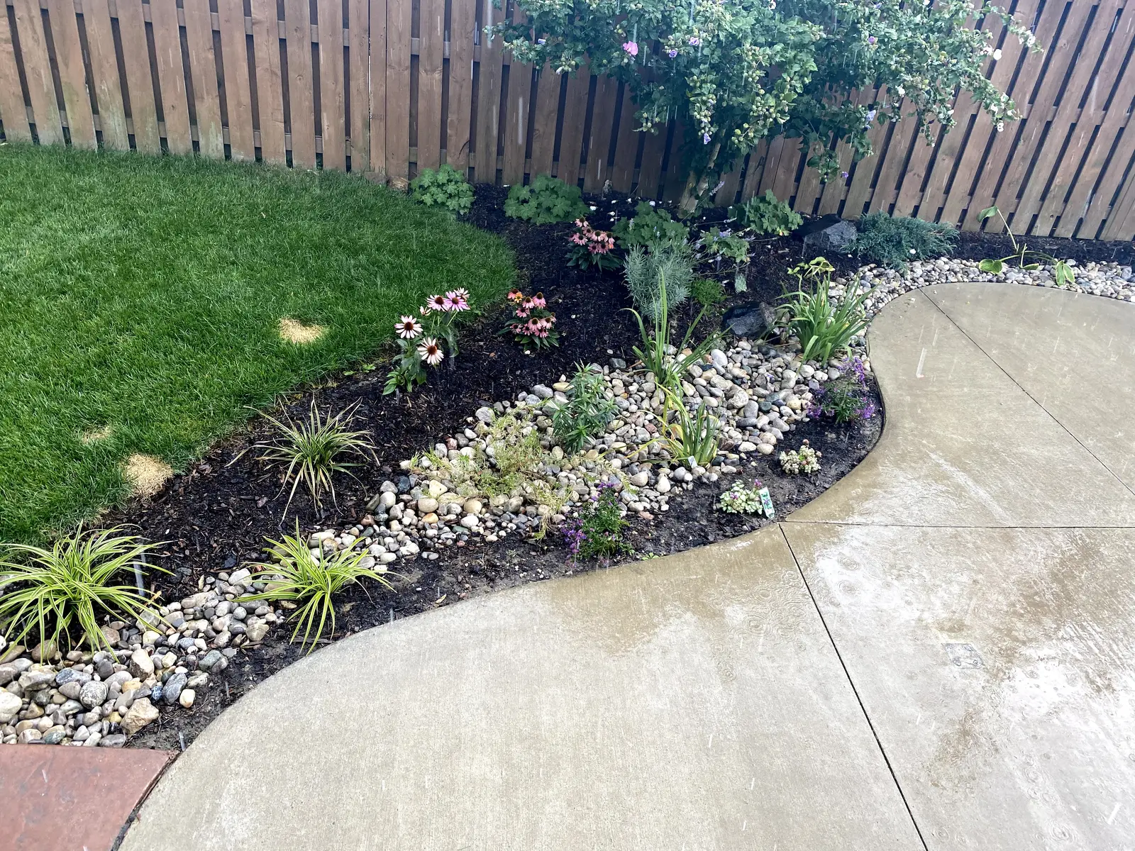 Bio-swale rain garden with coneflowers, sedges & curved concrete path