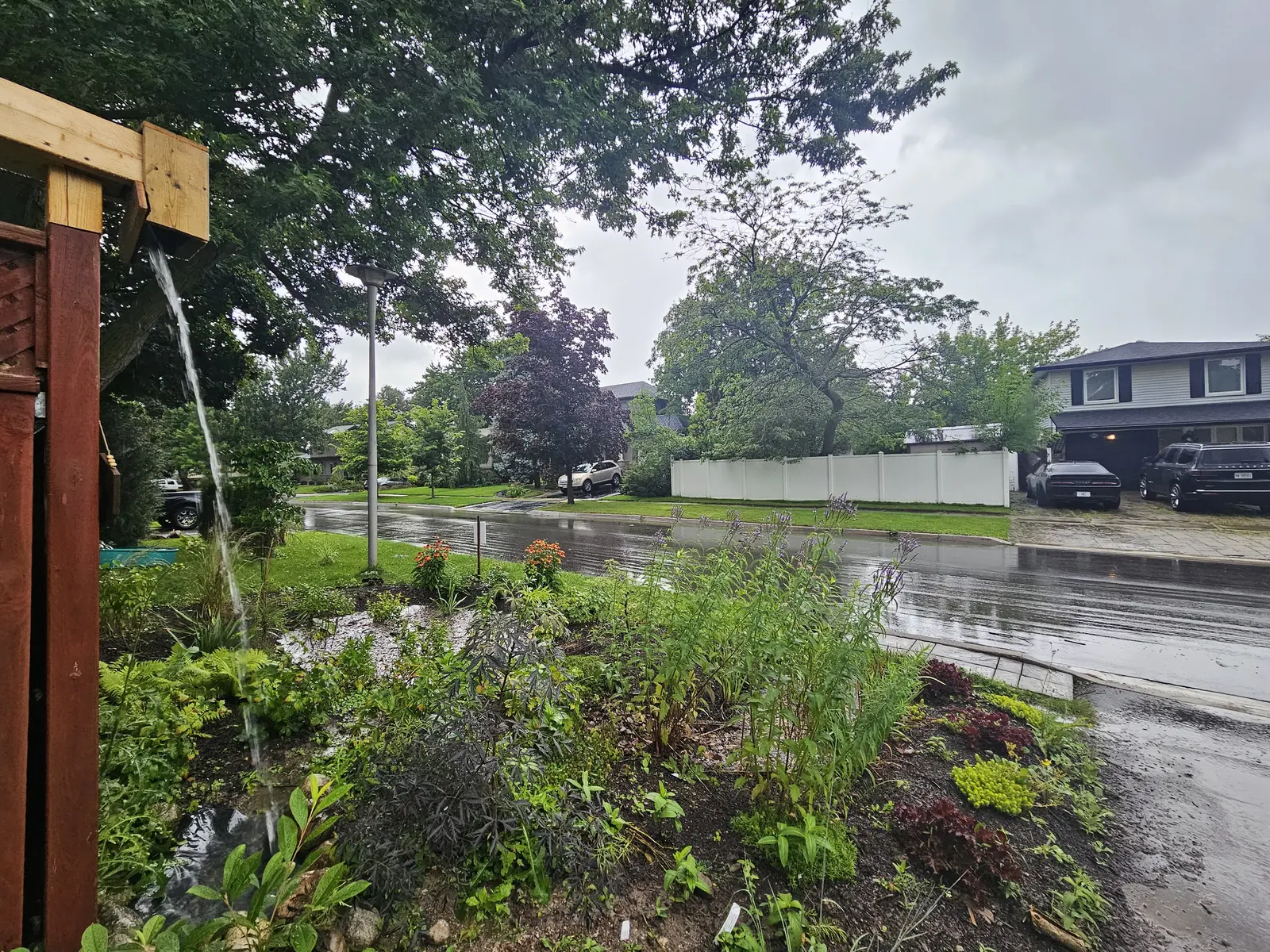 Front yard rain garden with native perennials capturing roof runoff