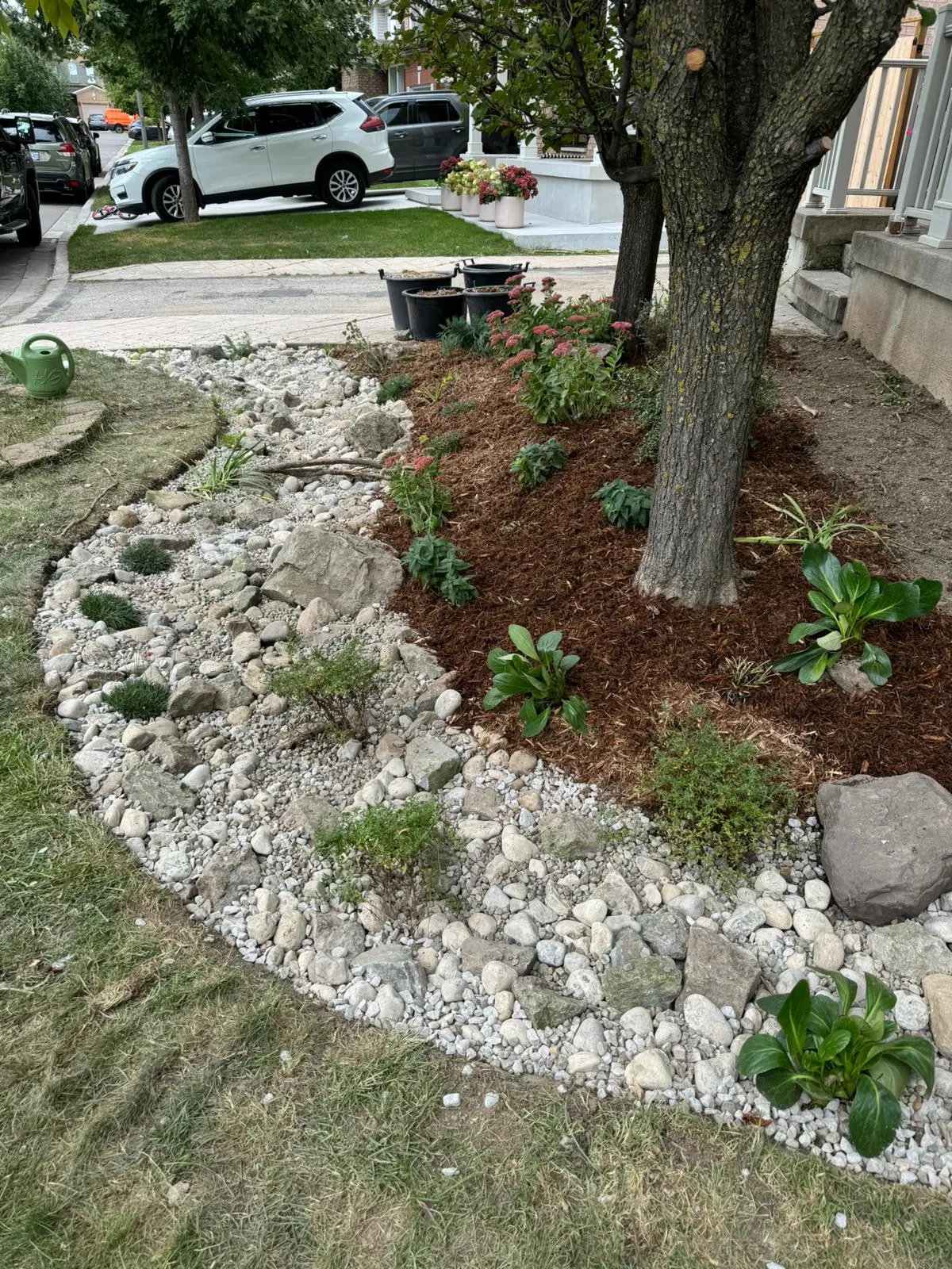 Front yard rain garden with river rock channel, hostas & sedum under tree