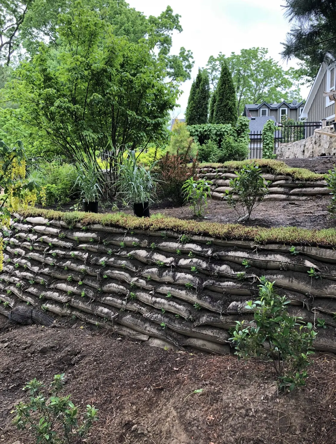 Tiered EnviroLok living wall with fresh plantings & sedum cap