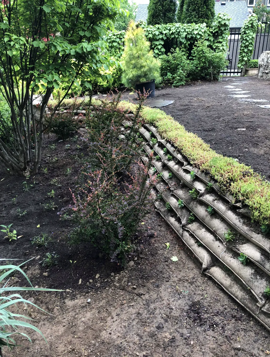Curved EnviroLok living wall with sedum cap & shrub plantings