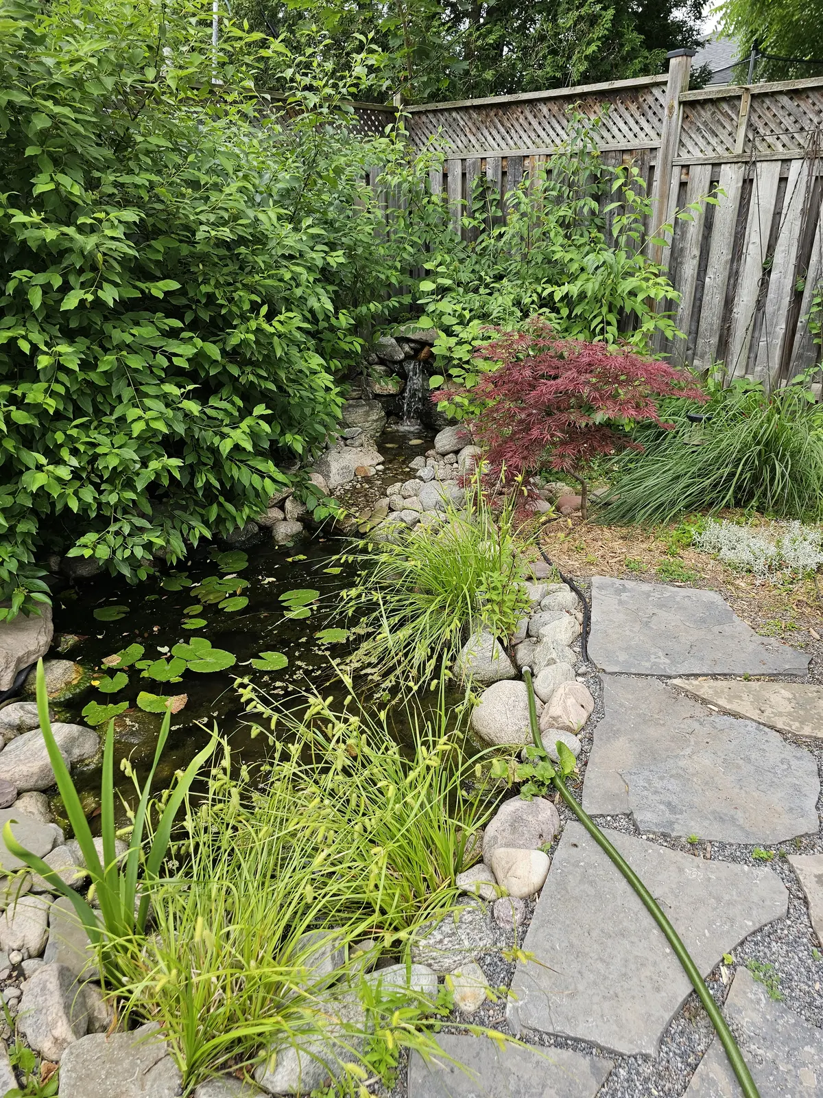Naturalized backyard pond with lush plantings & flagstone edge