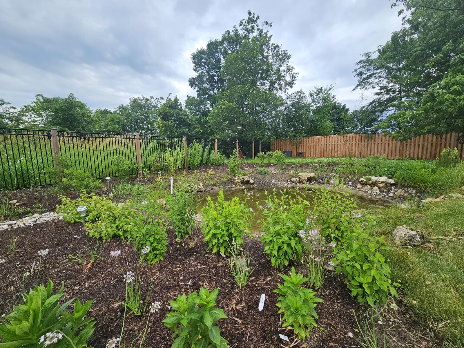 Invasive Plant Control
